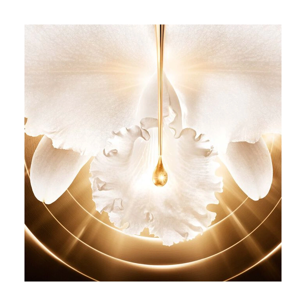 OrchidéE ImpéRiale Gold Nobile The Regenerescence Ritual